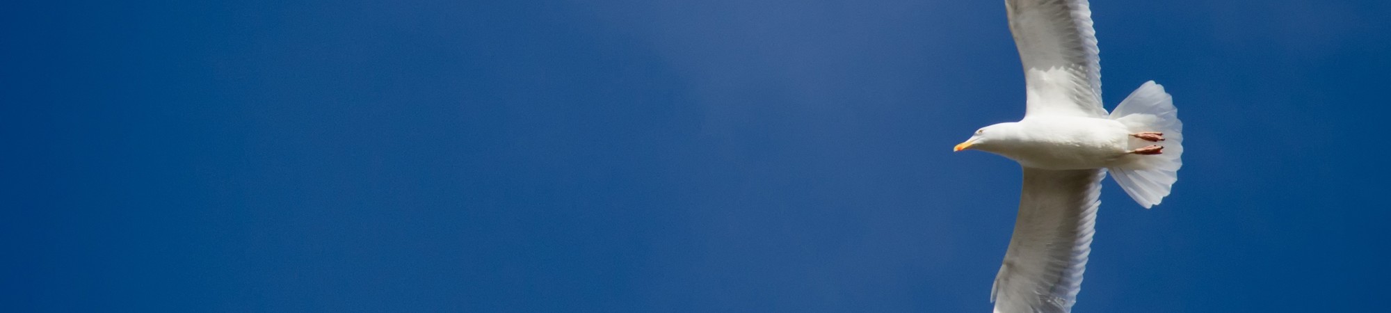 Birdwatching in Greece