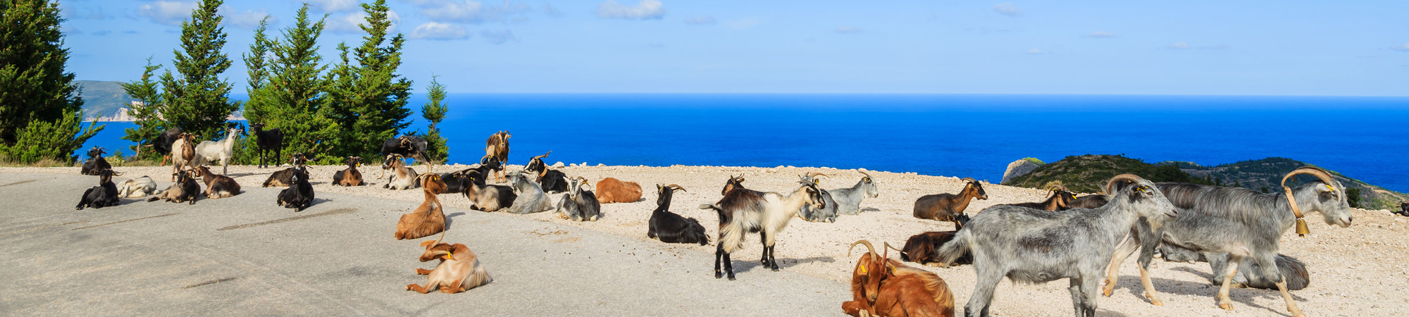 Goats in Greece