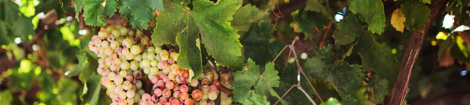 Crete, Heraklion wine country