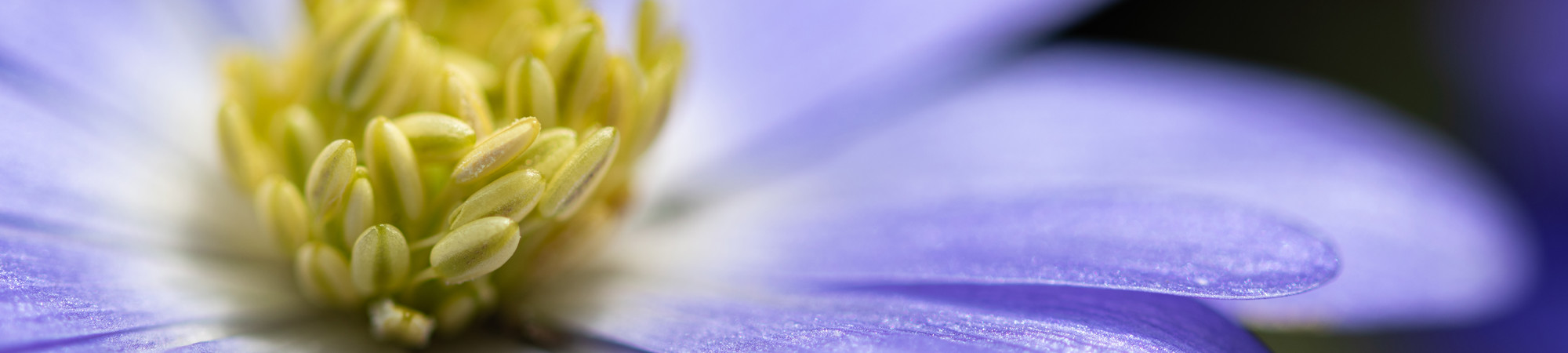 Springtime in Greece is when the countryside bursts into a riot of colour