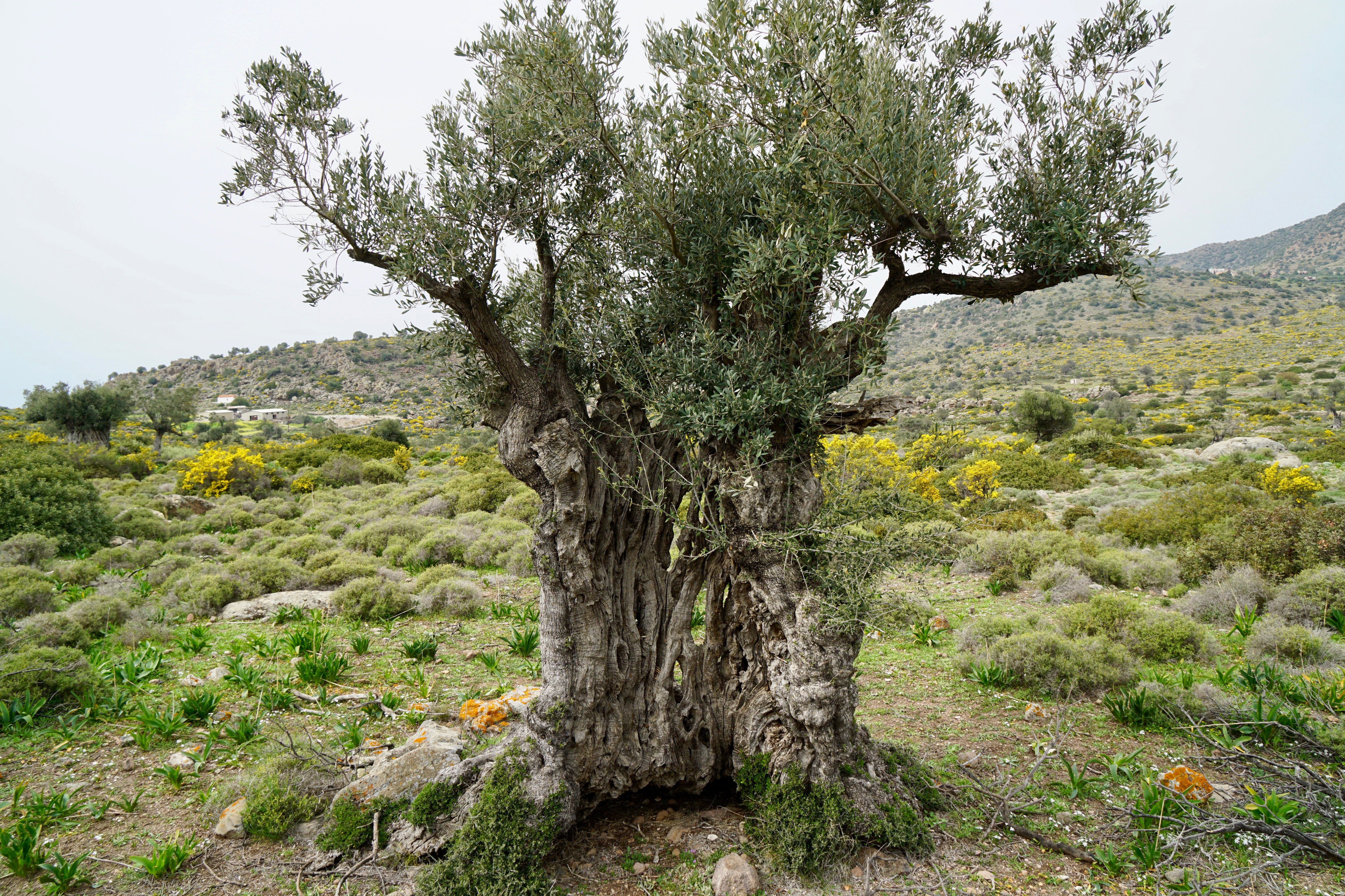 Ancient Olive trees in the Eleonas of Aegina