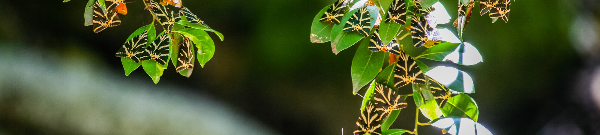 Valley of the Butterflies