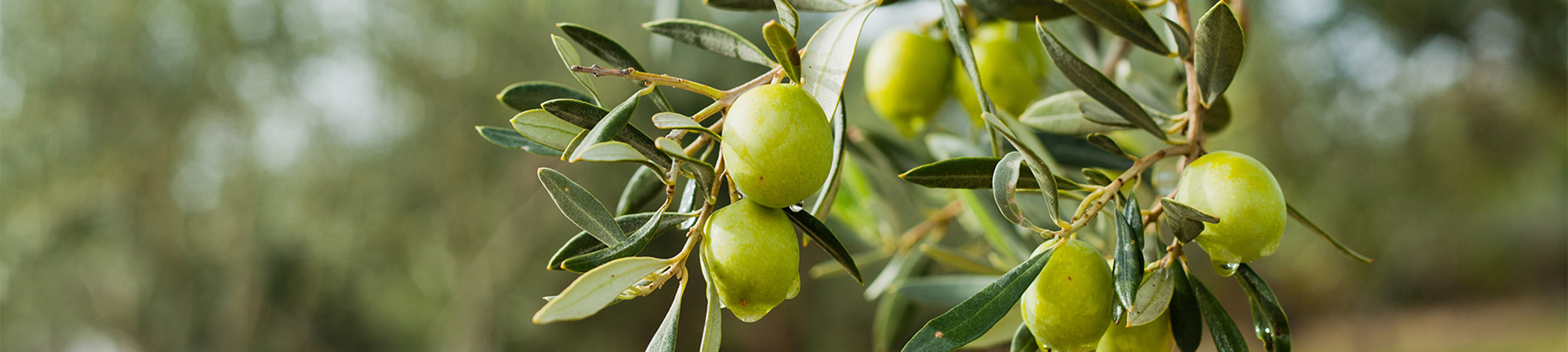 Outstanding olive oil from Greece